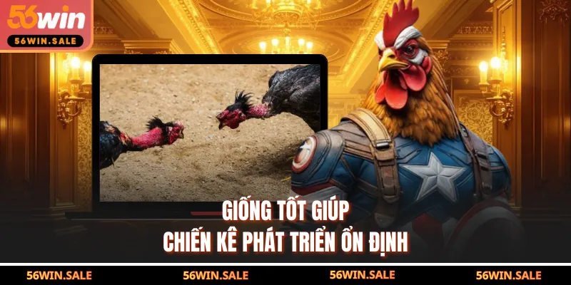 Giống tốt giúp chiến kê phát triển ổn định